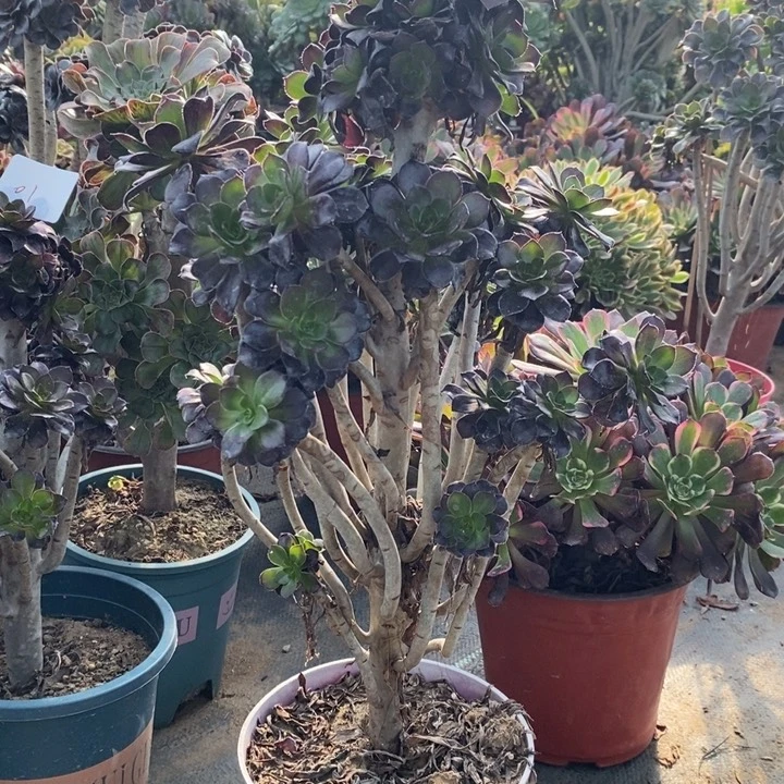 黑法多肉植物15。