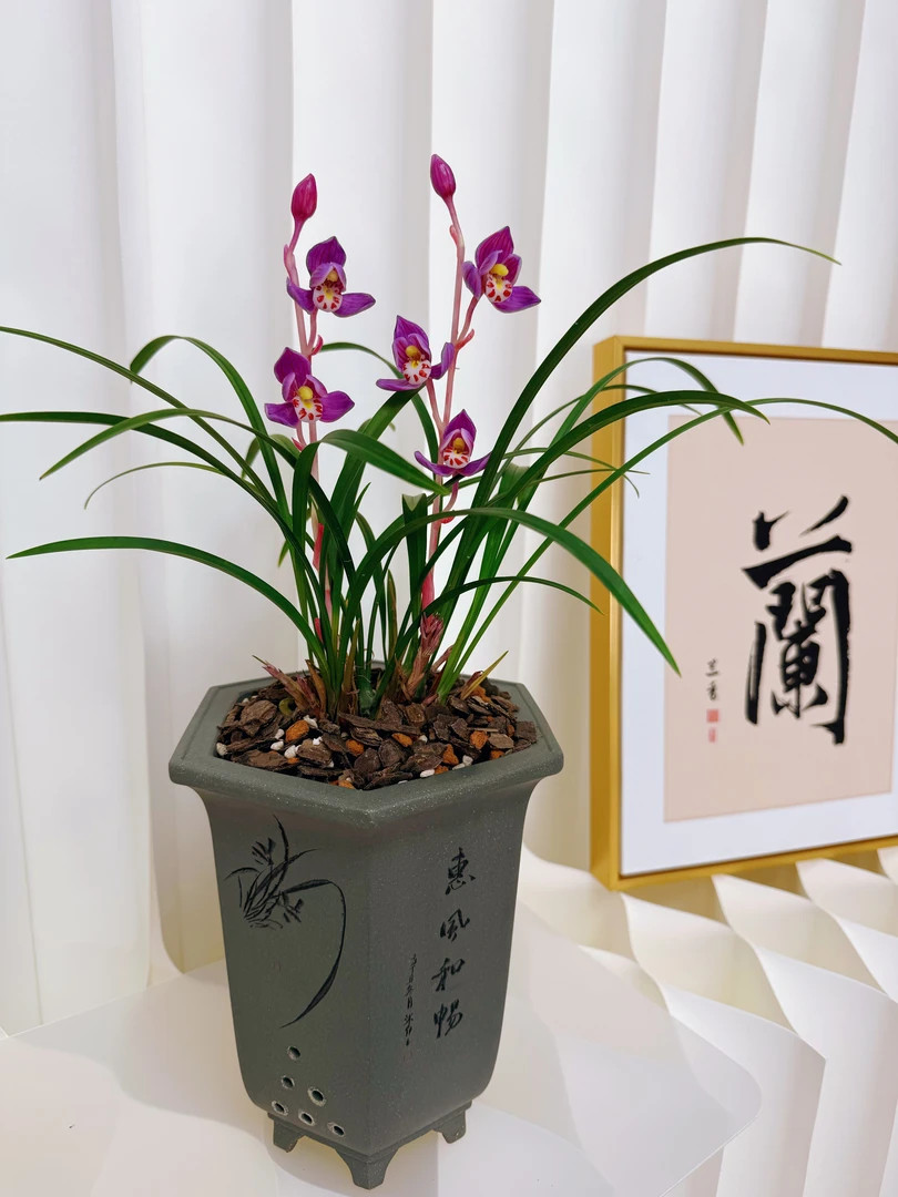 【花好月圆】春兰 稀有品种 开紫色荷瓣 开花浓香!