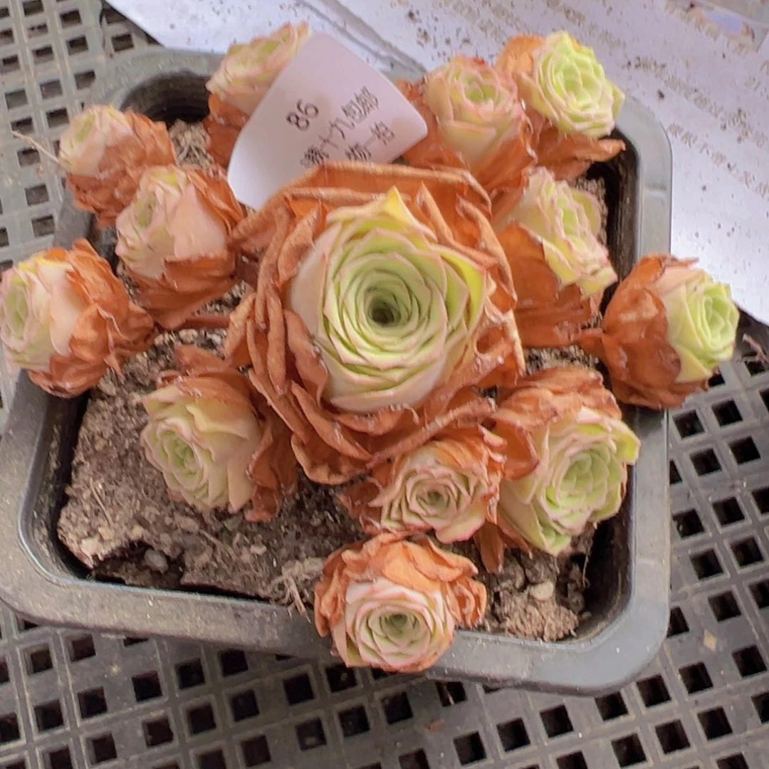 86 山地玫瑰基地发货无售后