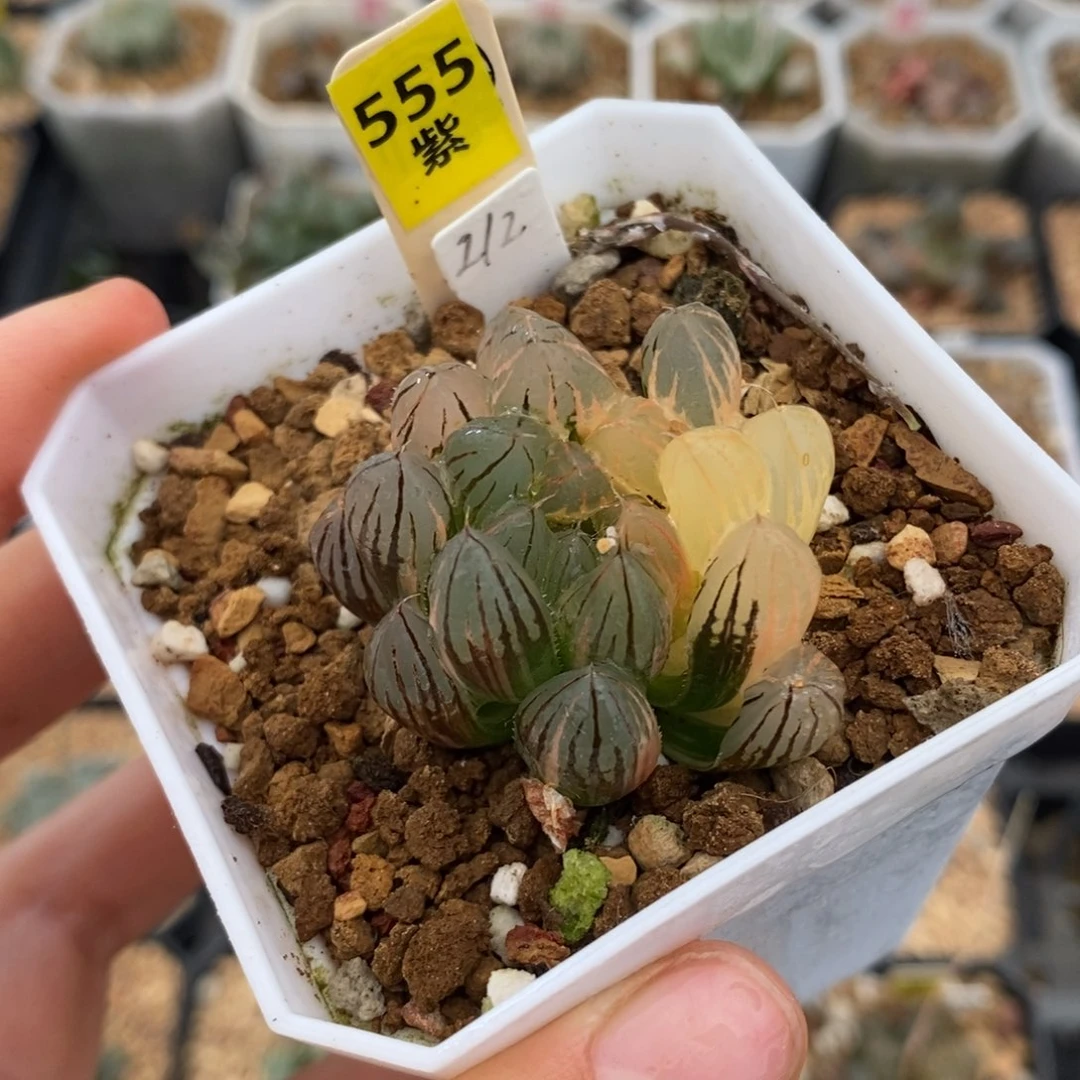 555霓虹灯玉露多肉植物