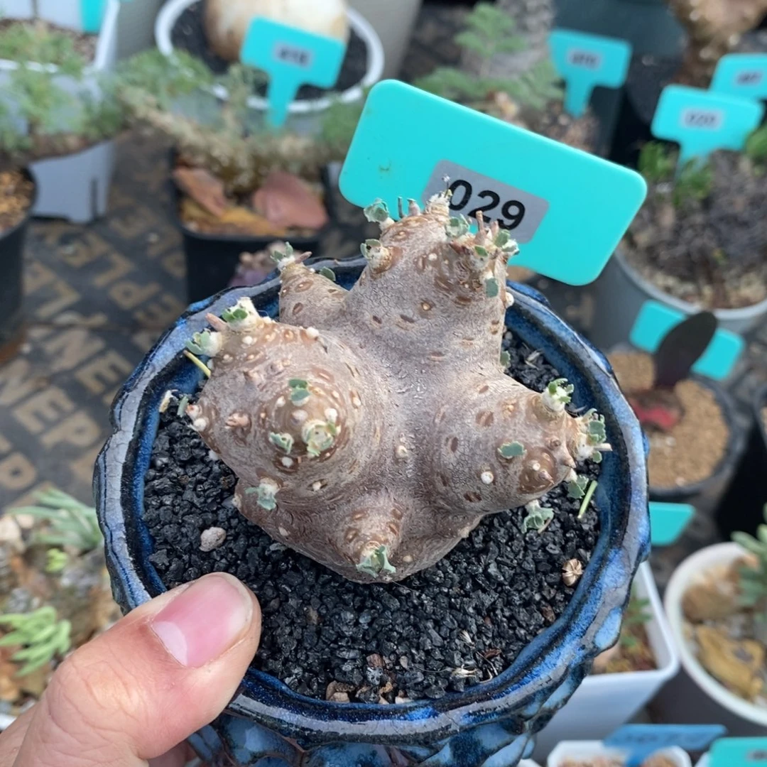 格加杂嗯特美厚炖菊