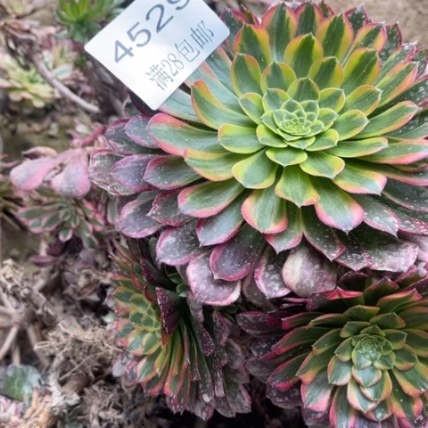 朝霞多肉多肉4529