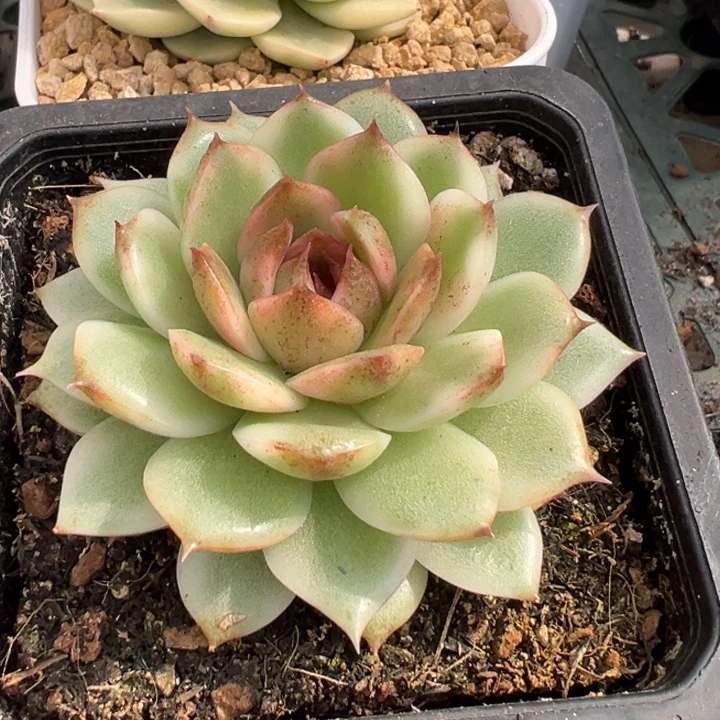 绿水晶锦一物一拍锦龙