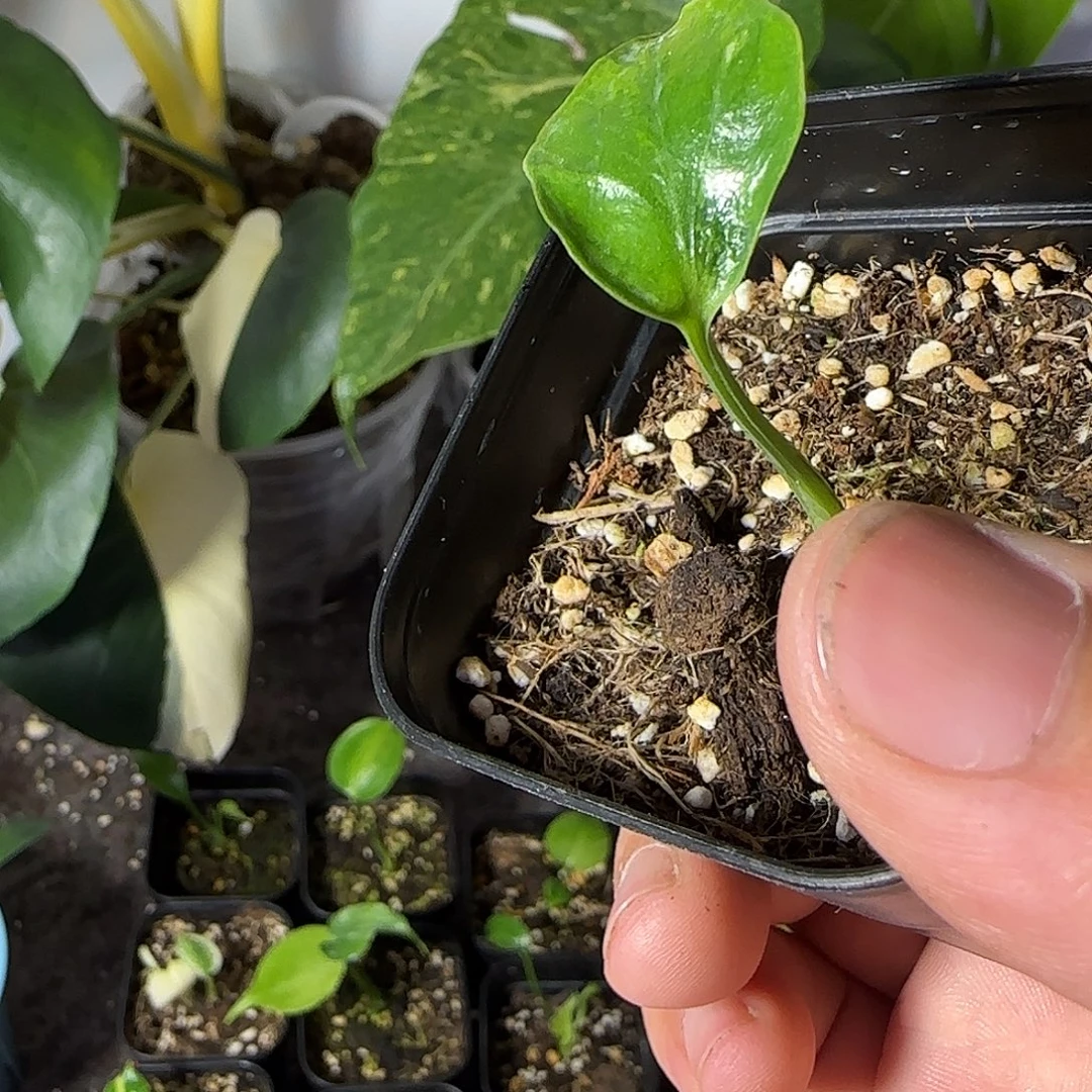 军***不开花植物龟背竹