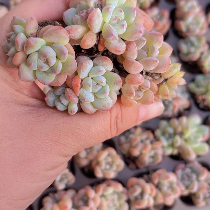 云*刚毅穴盘128颗一整盘发货