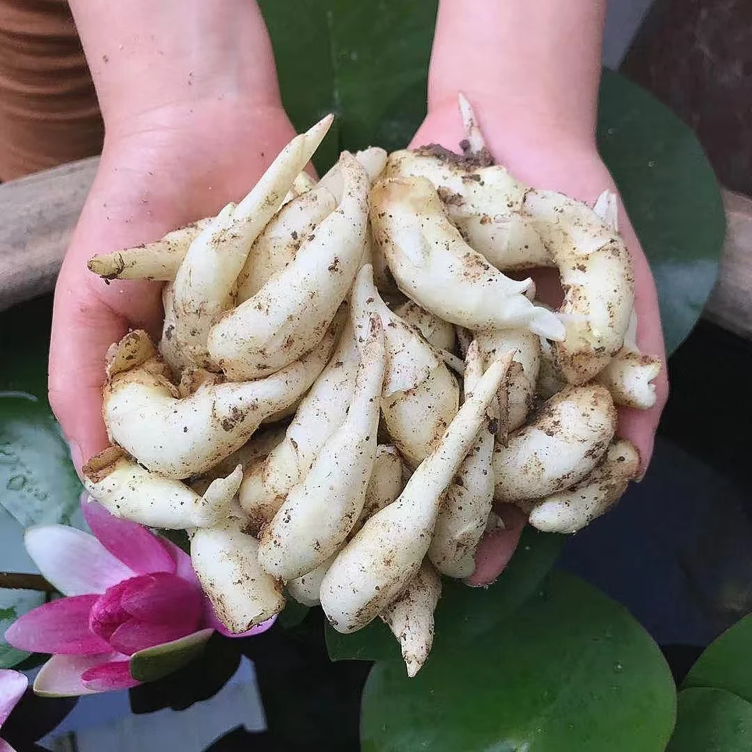 新鲜嫩姜芽山东嫩姜芽仔姜子姜芽泡菜嫩姜芽糖醋用嫩姜芽嫩姜芽