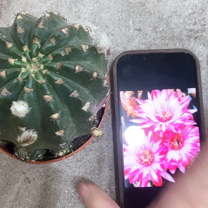 禅衣丽花，25899900