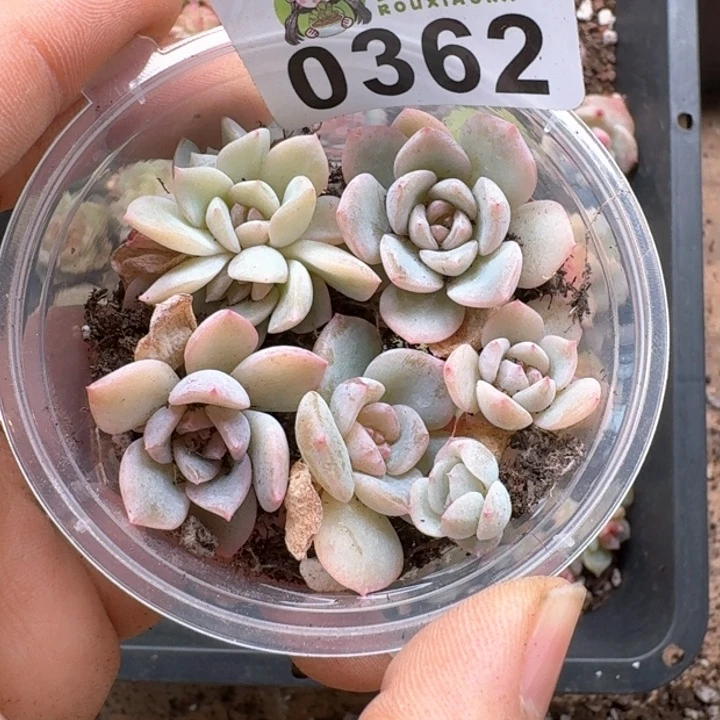 多肉植物多肉植物