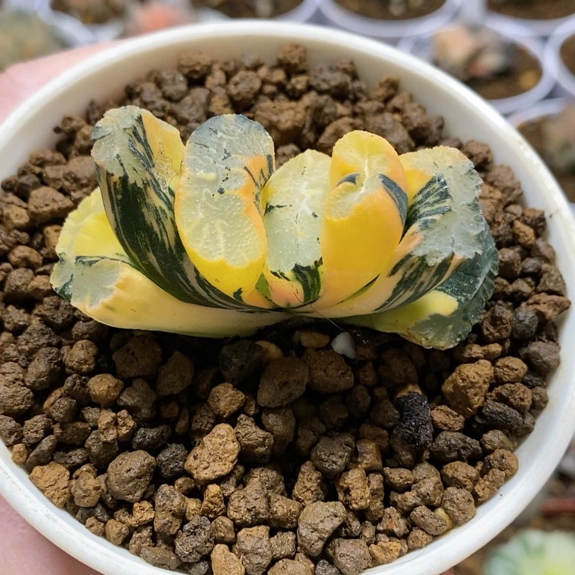 【闪购商品】葵御前玉扇锦