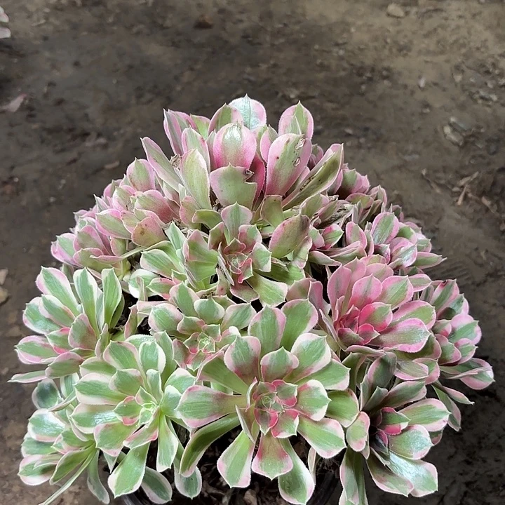 多肉植物粉女郎18
