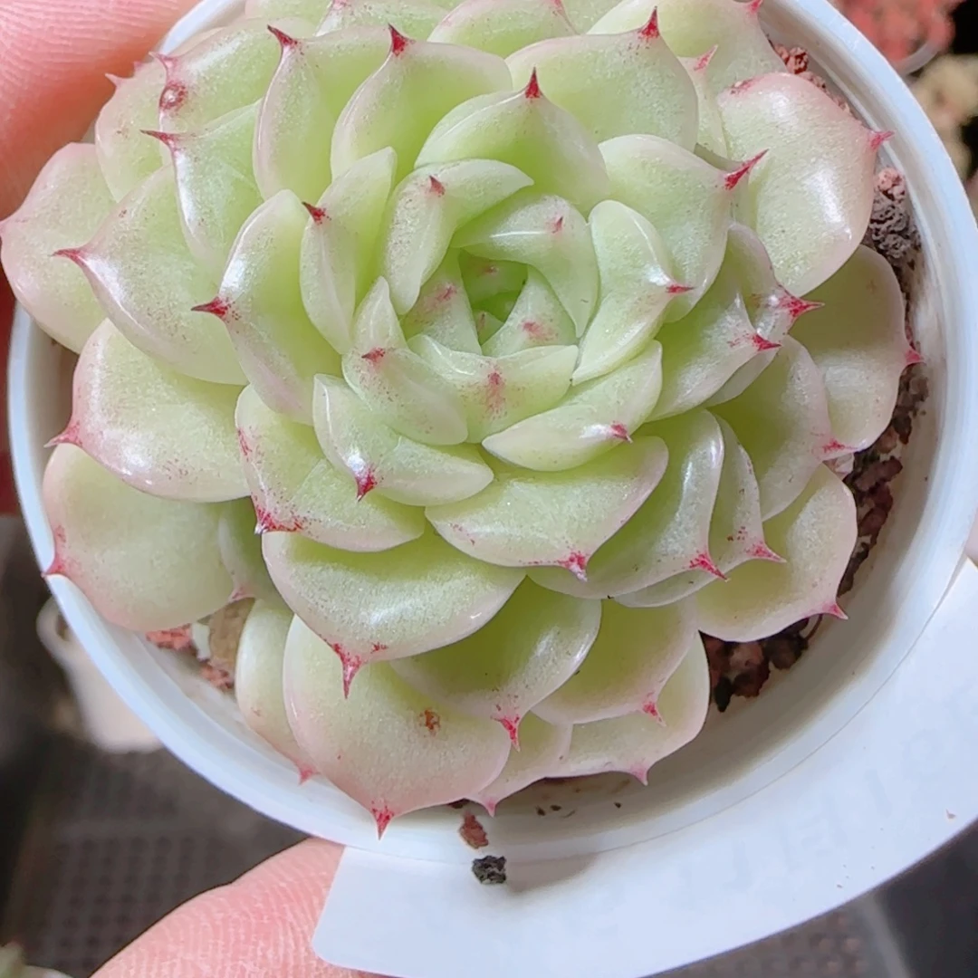 花语逸镜1116-416