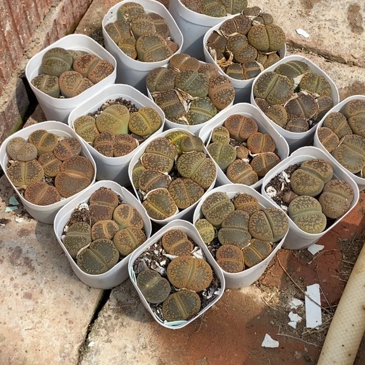 还***好生石花的季节是最344