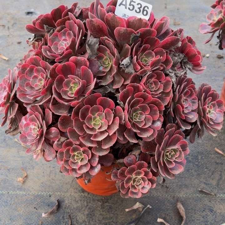 瑞妈多肉园艺536爱神