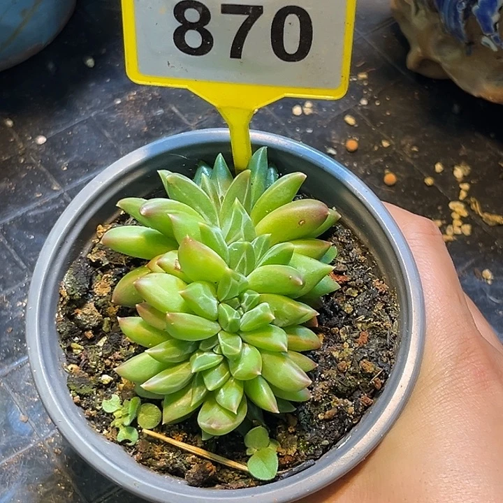多肉植物莫吉托群870