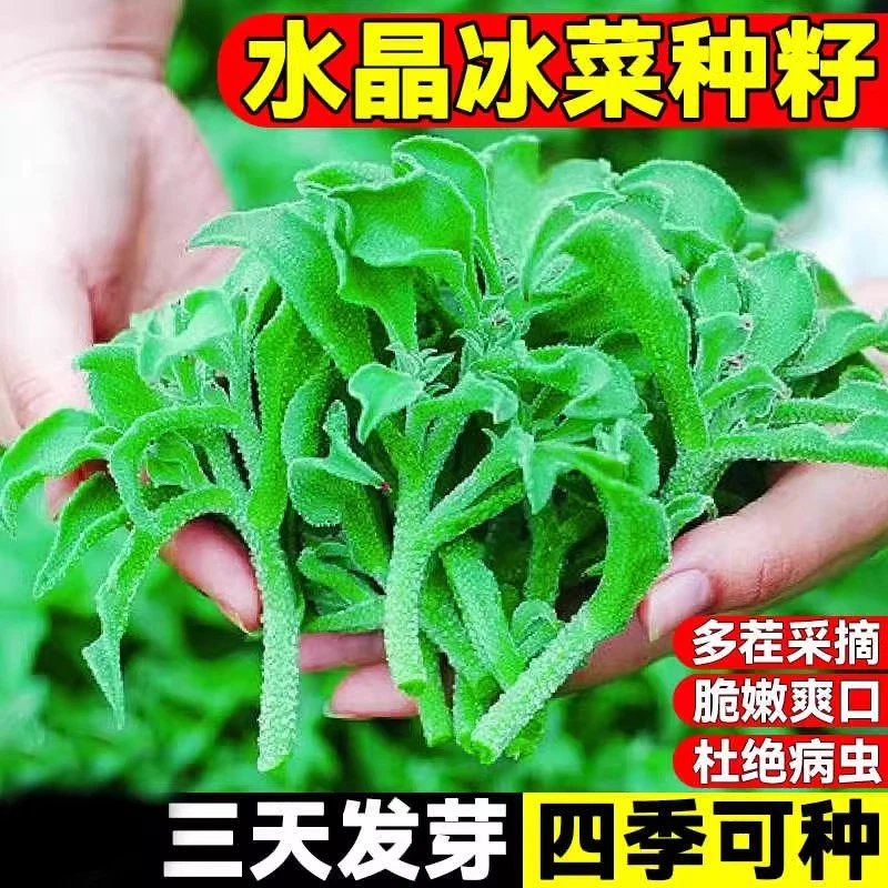 四季种植正宗水晶冰菜种子营养高钙非洲冰草自带冰晶四季蔬菜种子