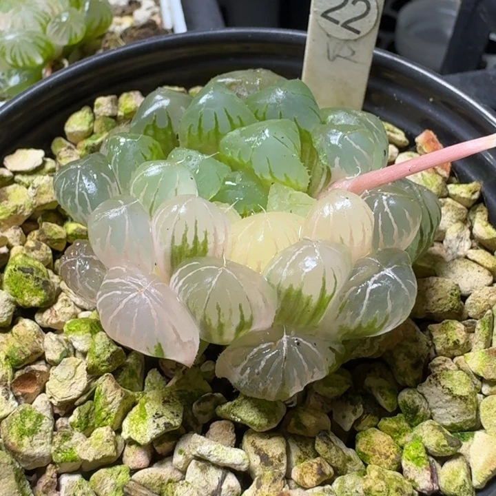 无花朵22号多肉十二卷实生优选玉露锦