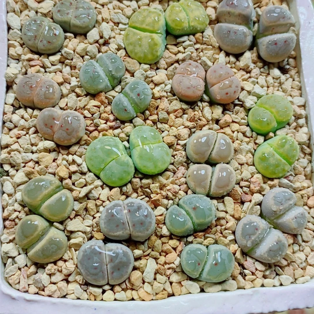 生石花花哈哈哈哈170