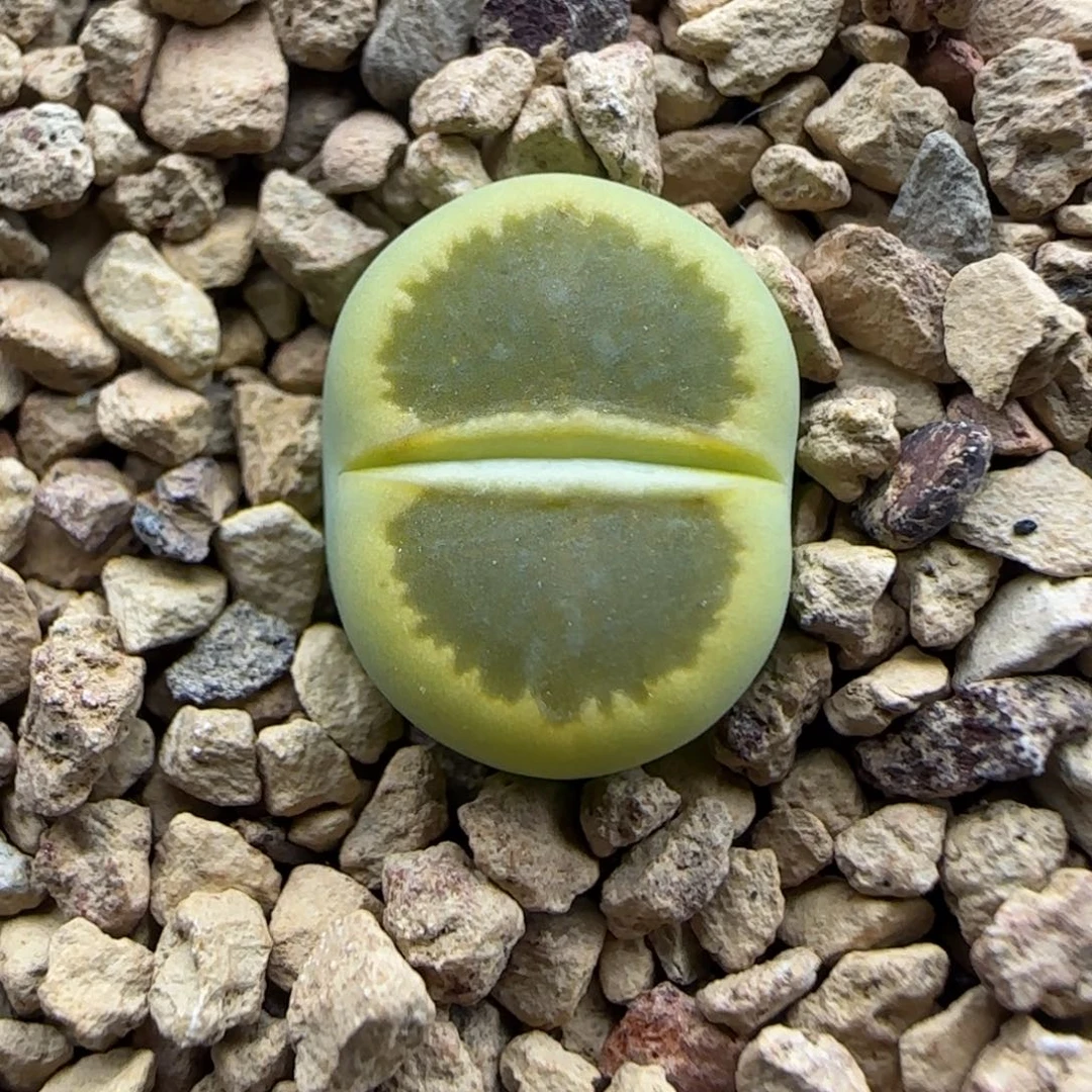 401 生石花大棚直播