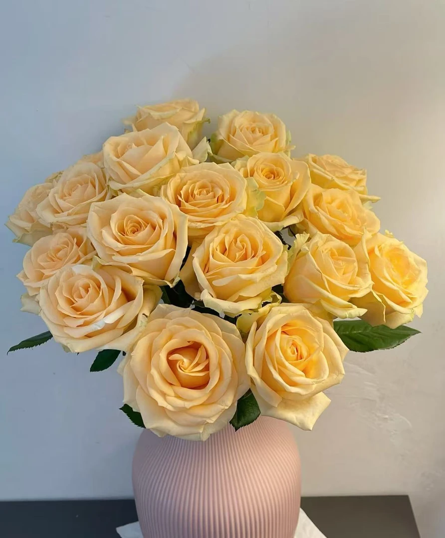 香槟玫瑰 云南鲜花基地直供