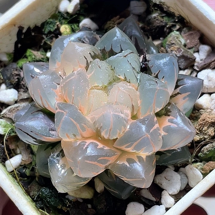 655糊趋势水中月一物