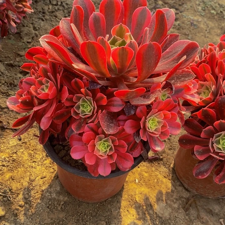 红粉知己手捧量拍111