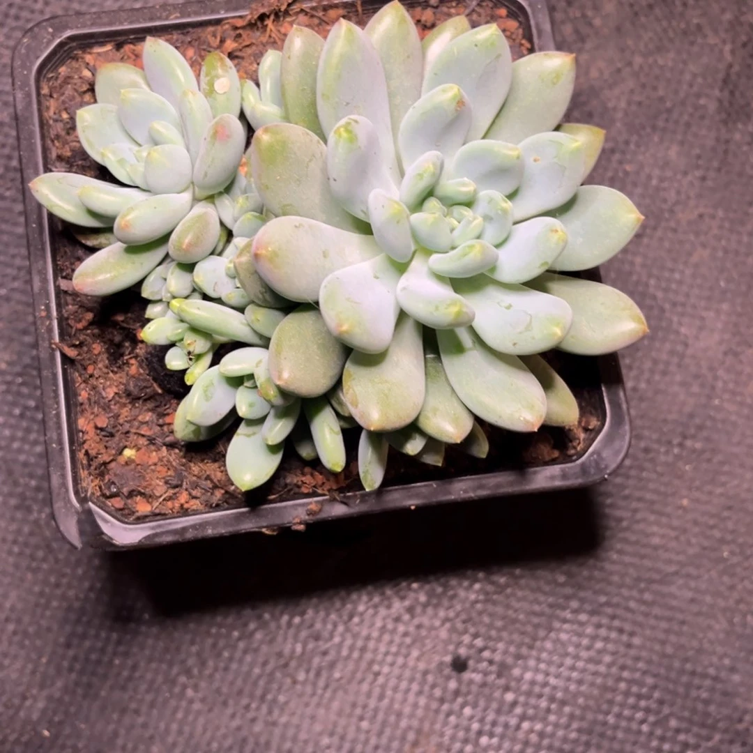 新月菩提脱土发货。，。