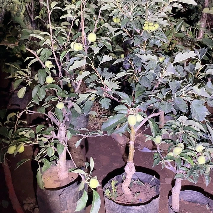 吃***福一物一拍盆栽地栽