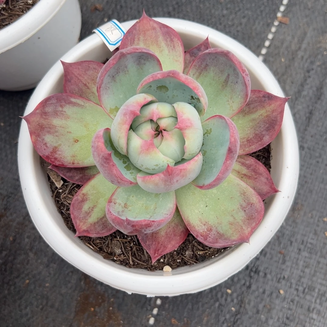 多肉植物单头惊鸿