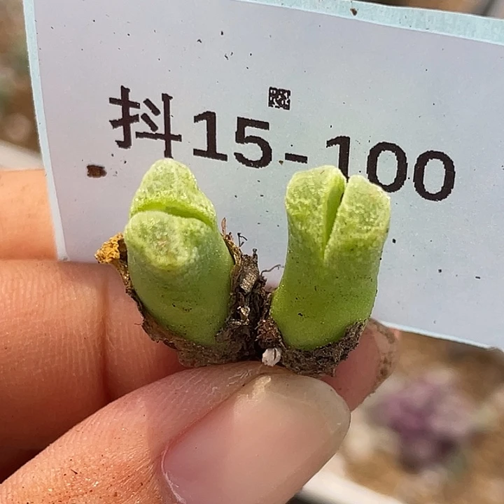 15-100冰风铃肉锥