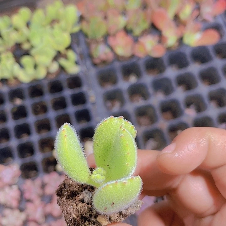 熊童子【满10颗包邮】