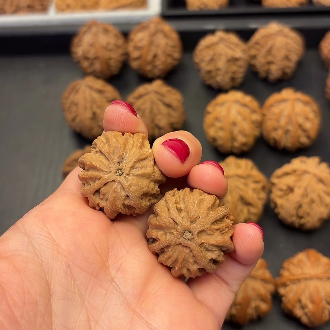 无***明核桃突突突突突突