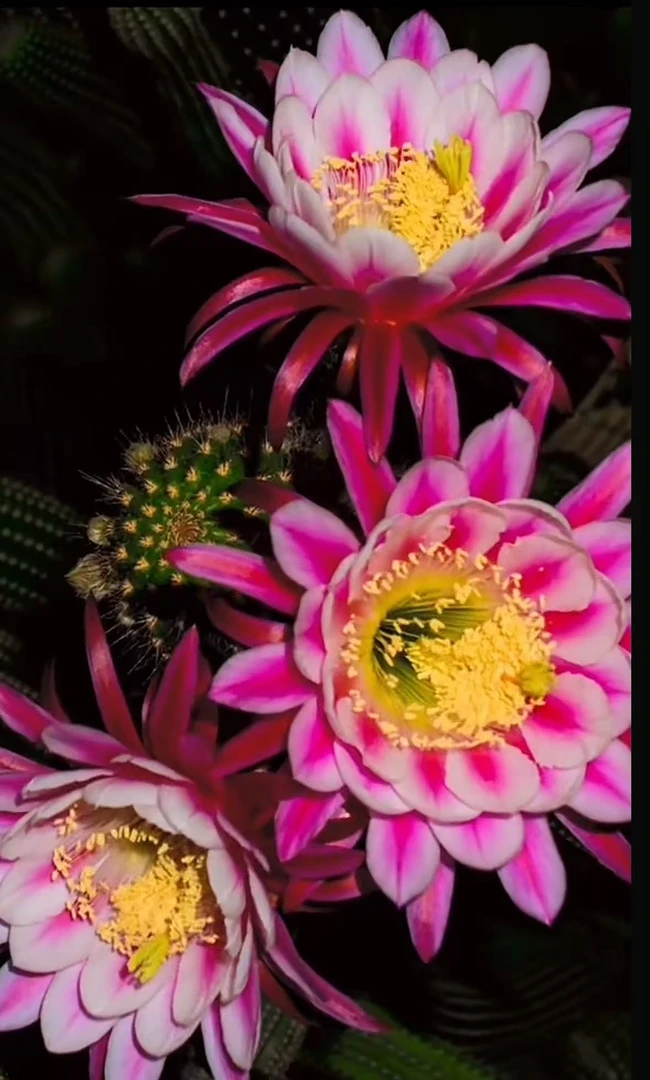 2颗 大凤龙 高8-15cm【带根】