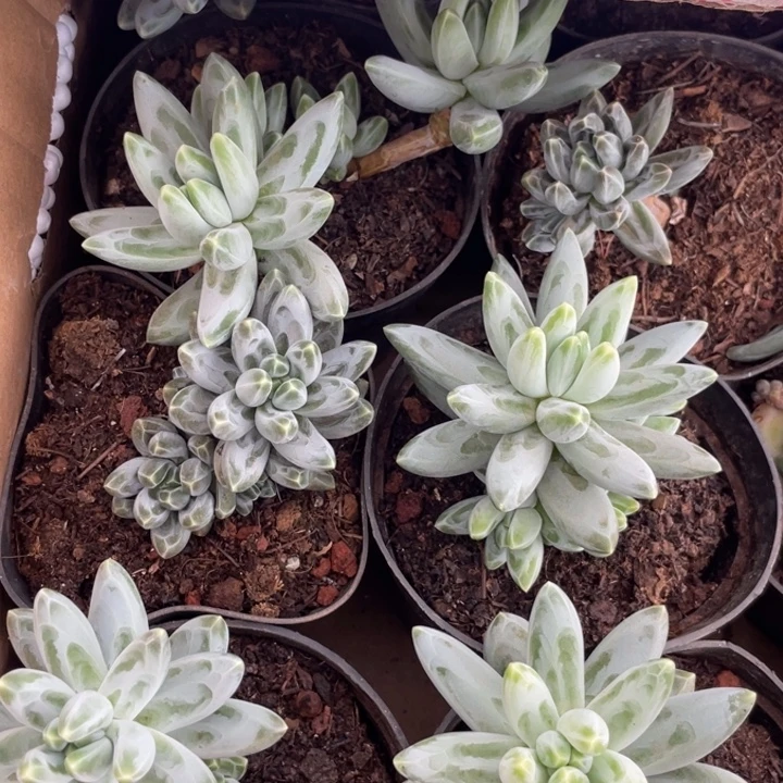 凤羽量拍满20包邮脱土发货