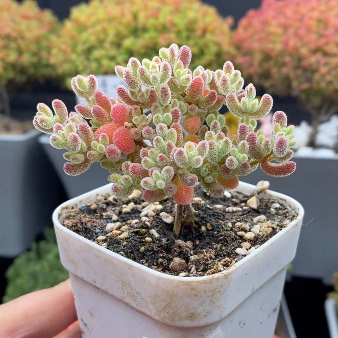 无花朵6号优选冰晶枝干