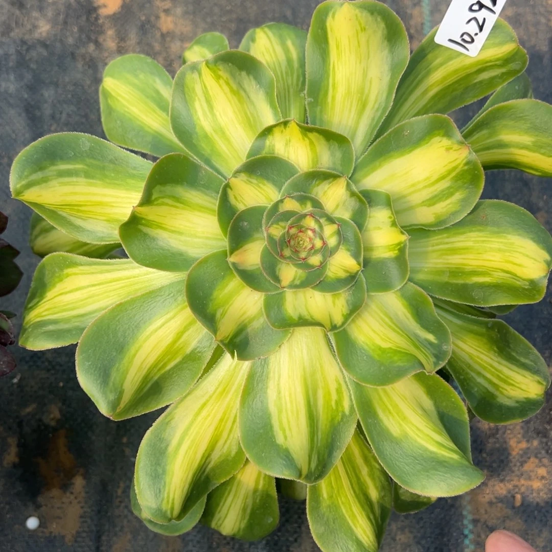 292暴君拉丝多肉