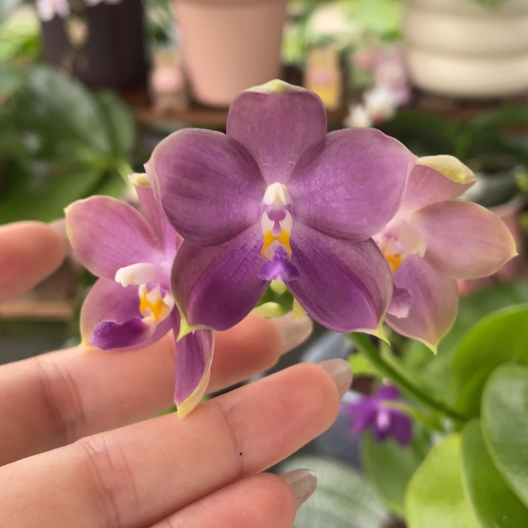 完全开放2.5蓝熊交蓝盾