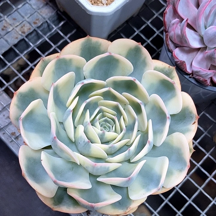 玉蝶锦多肉植物的