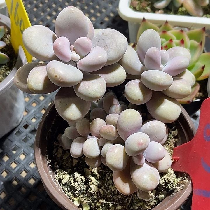 多肉植物桃蛋837多肉