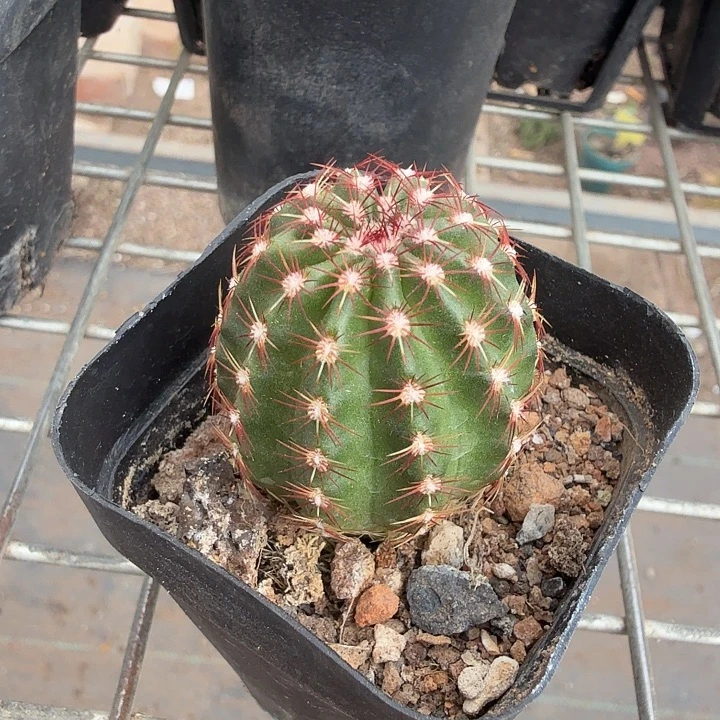 青花虾单头3仙人球