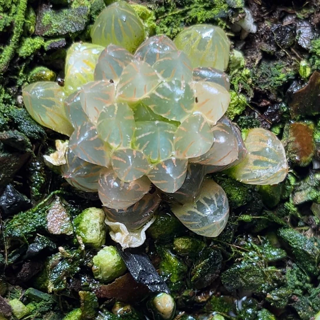 恭喜发财大吉大利817