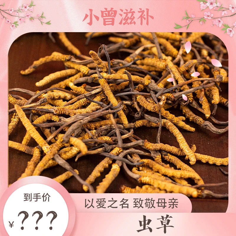 小曾母亲节盛宴 甄选冬虫/草 2100条【鱼胶】