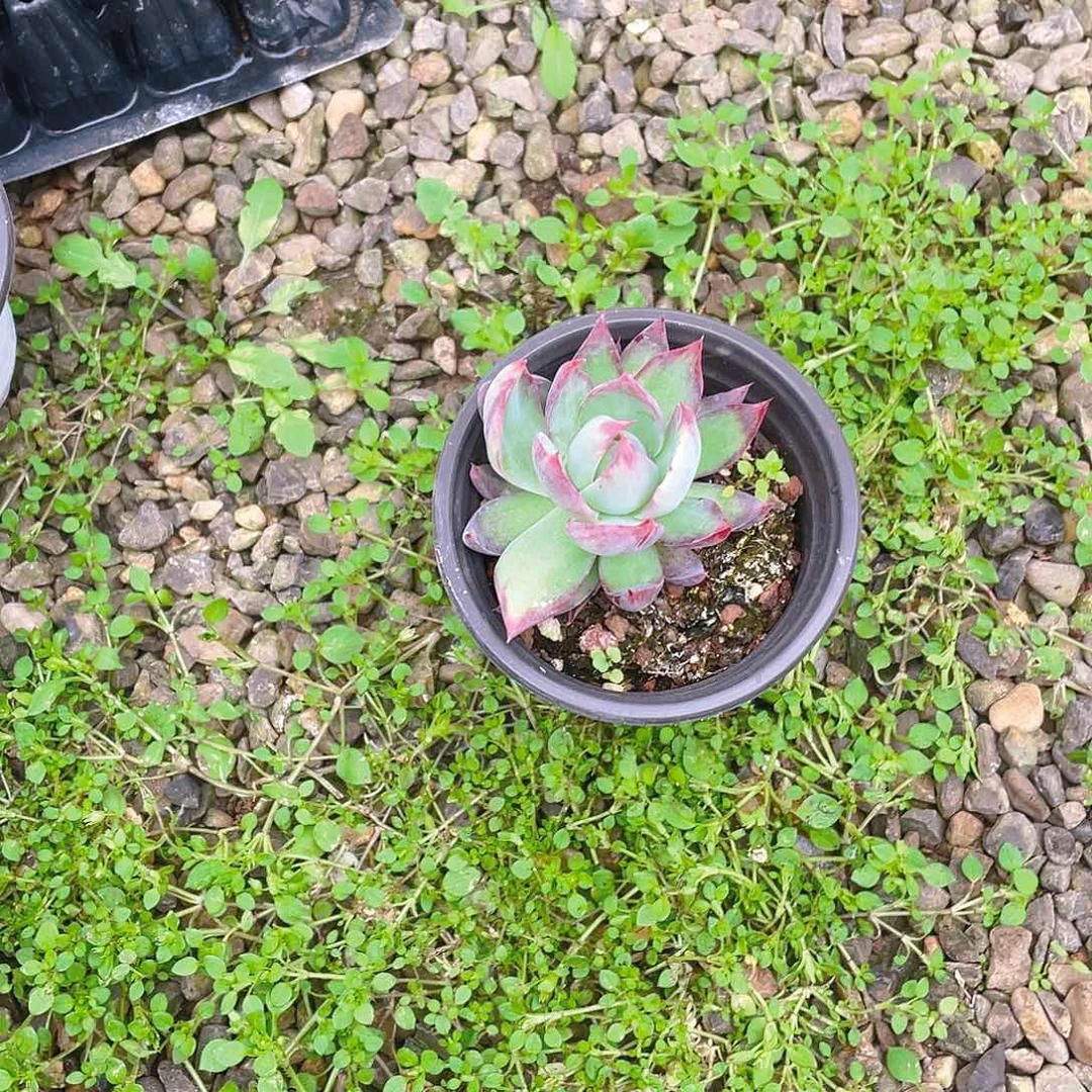 p***o拉丝惊鸿9 cm盆一个满25包邮