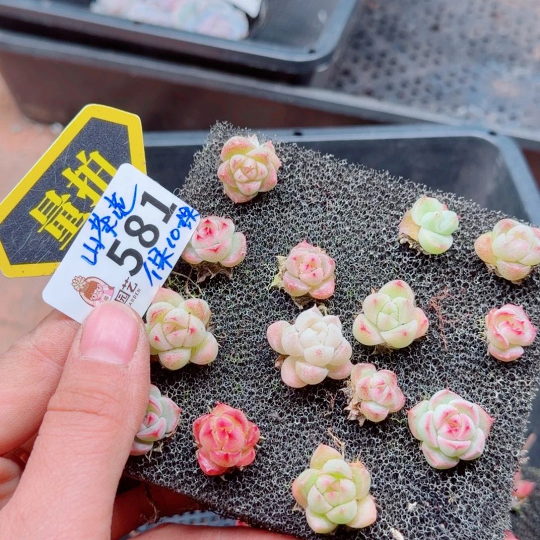 多肉植物多肉植物