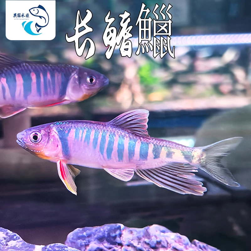 长鳍鱲观赏鱼原生鱼冷水溪流鱼网红群游鱼马口鱲宽鳍鬣异躐不加温