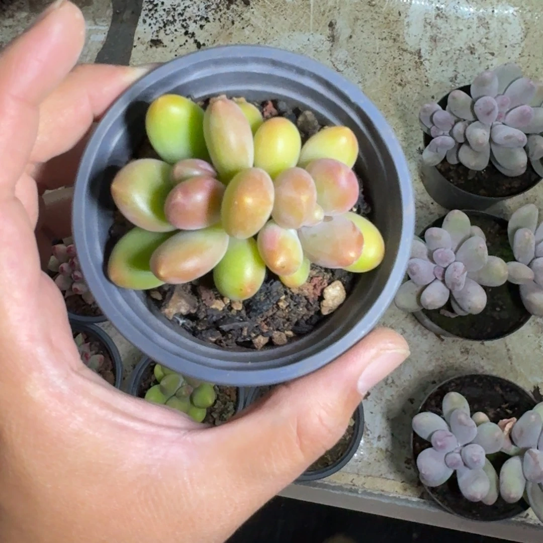 芒果奶 双头 一物一拍