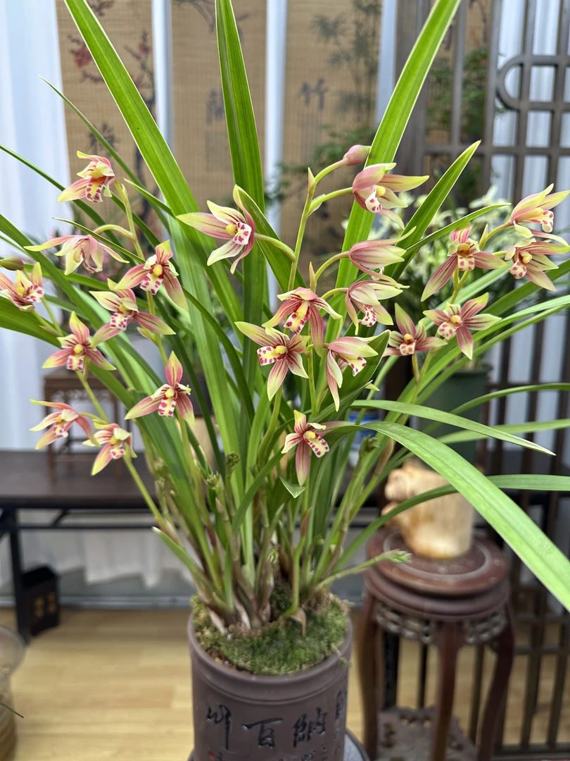 建兰铭品三星蝶兰花带玉兰盆紫砂盆 幽香兰花 室内外好养易活