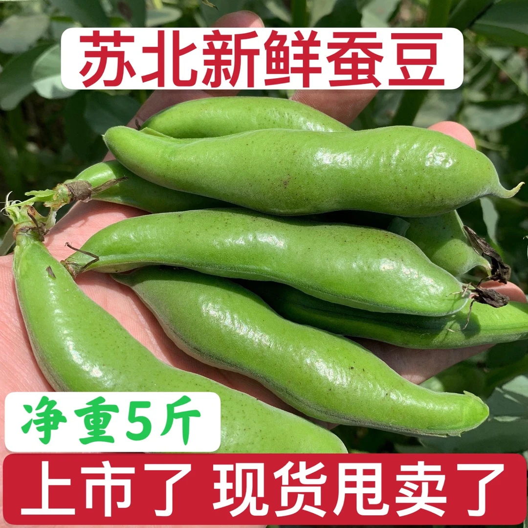 2025年新鲜上市蚕豆 苏北新鲜带颗蚕豆 鲜嫩带壳