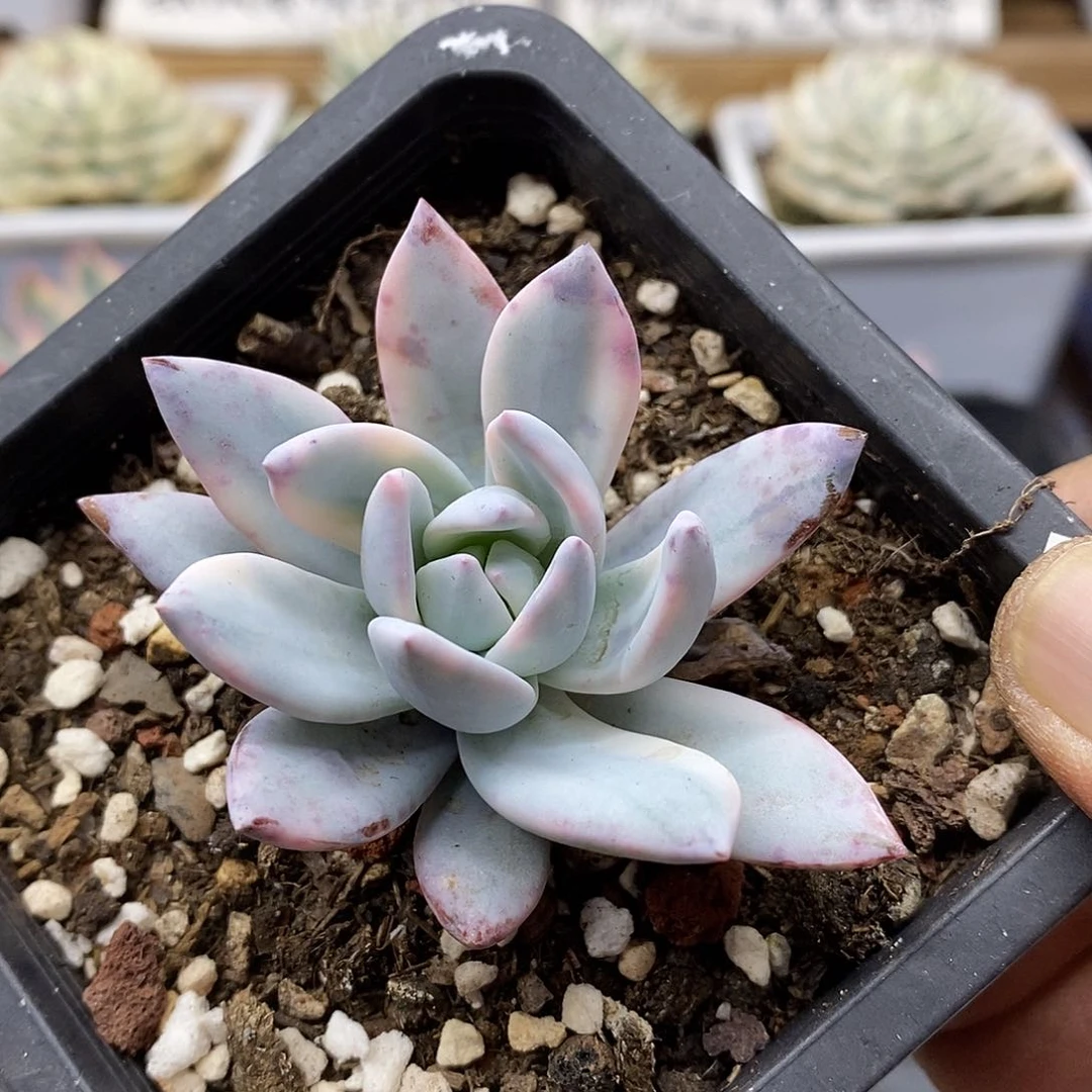 2909 霜之朝锦多肉