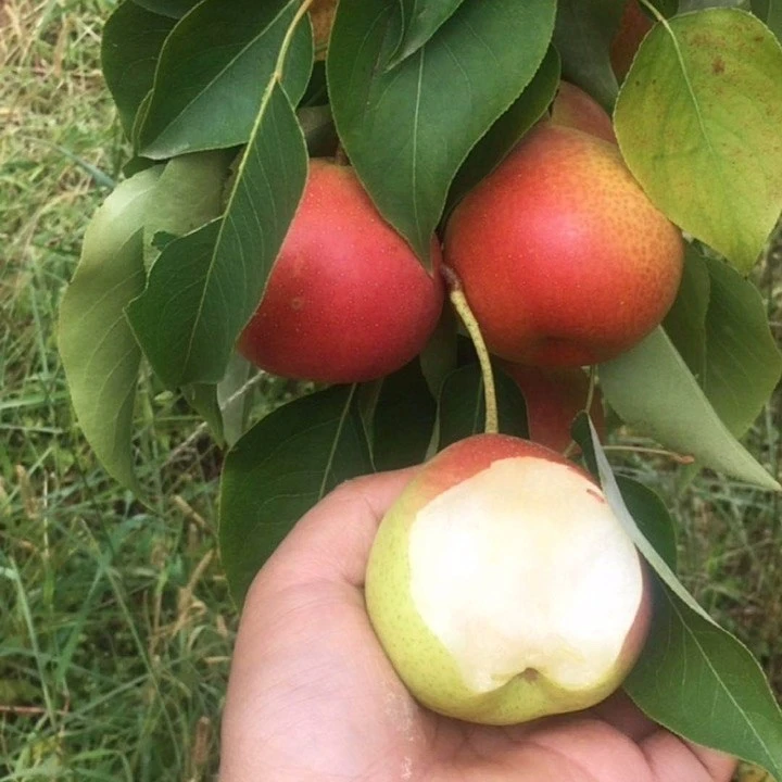 云南特产弥渡小红梨酸甜多汁新鲜应季水果现摘现发