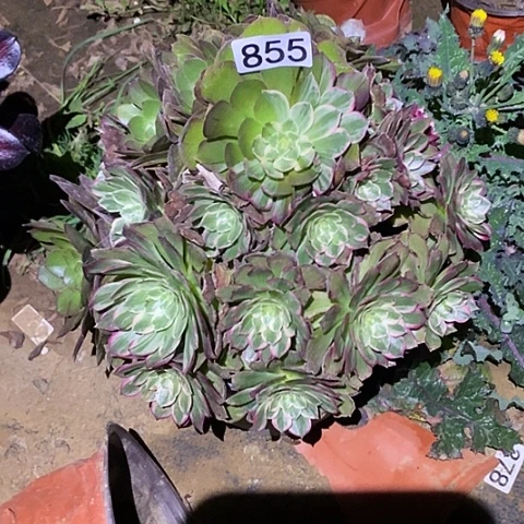 多肉植物法师855莲花